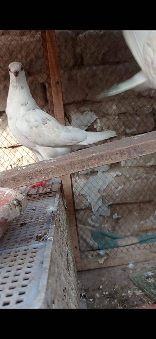 pigeons pair 5