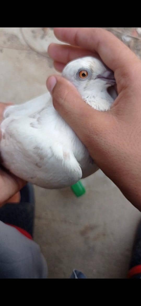 pigeons pair 6