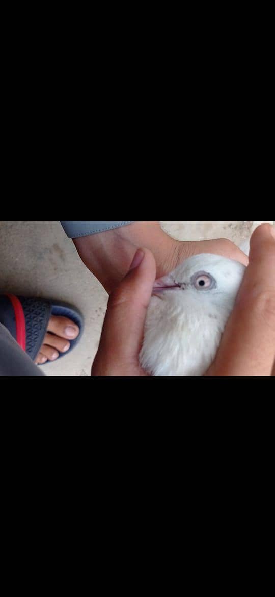 pigeons pair 8