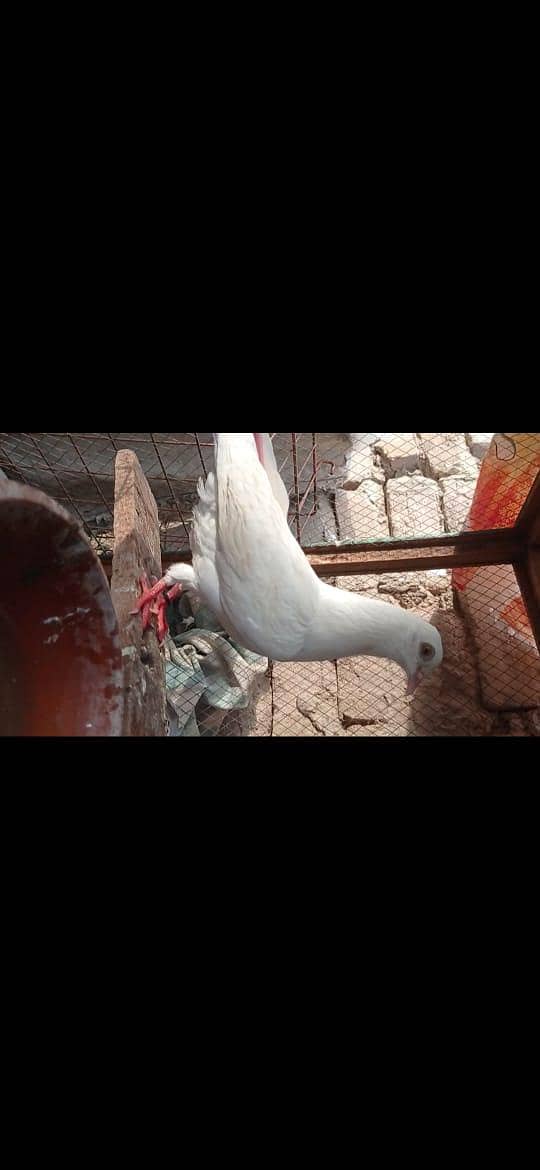 pigeons pair 10