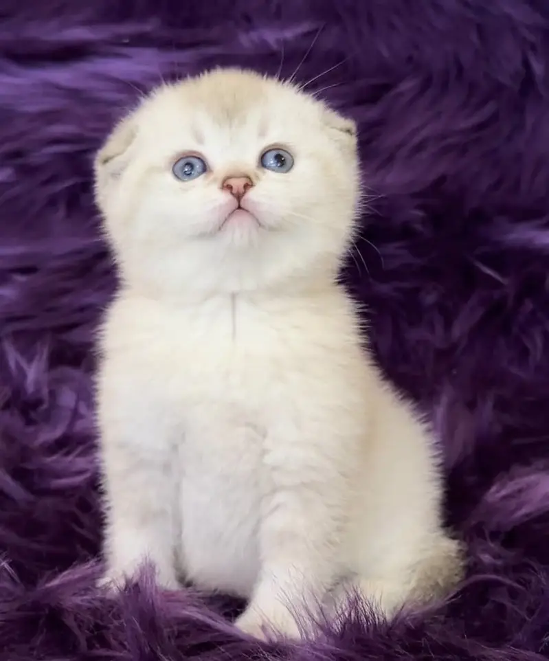 SCOTTISH FOLD | IMPORTED | PUREBRED