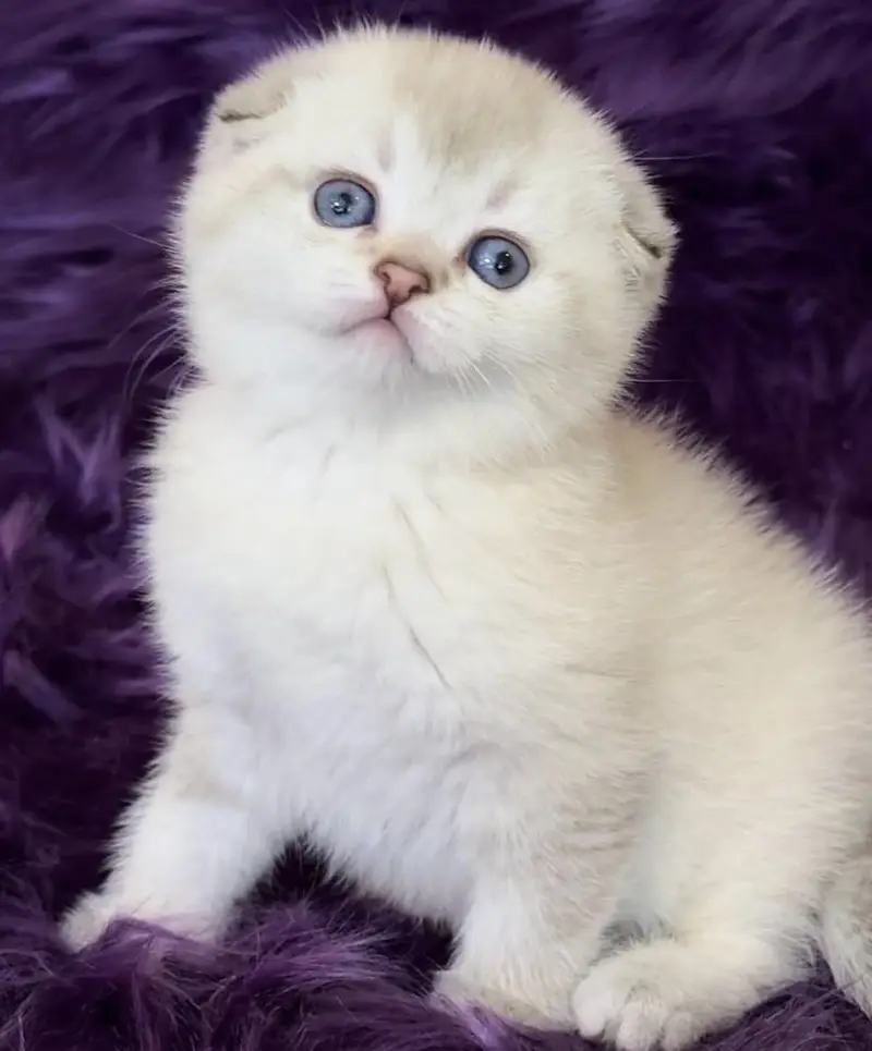 SCOTTISH FOLD | IMPORTED | PUREBRED — photo 2