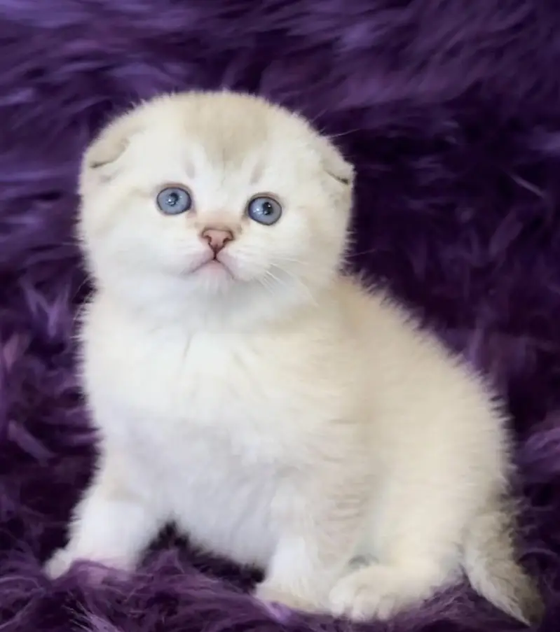 SCOTTISH FOLD | IMPORTED | PUREBRED — photo 3