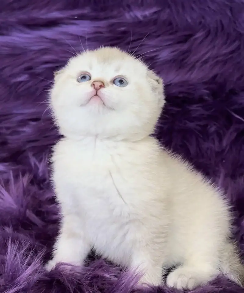 SCOTTISH FOLD | IMPORTED | PUREBRED — photo 4
