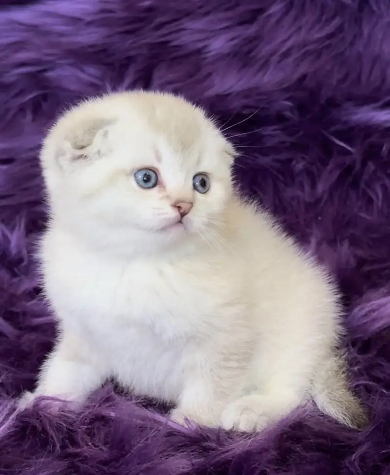 SCOTTISH FOLD | IMPORTED | PUREBRED — photo 5