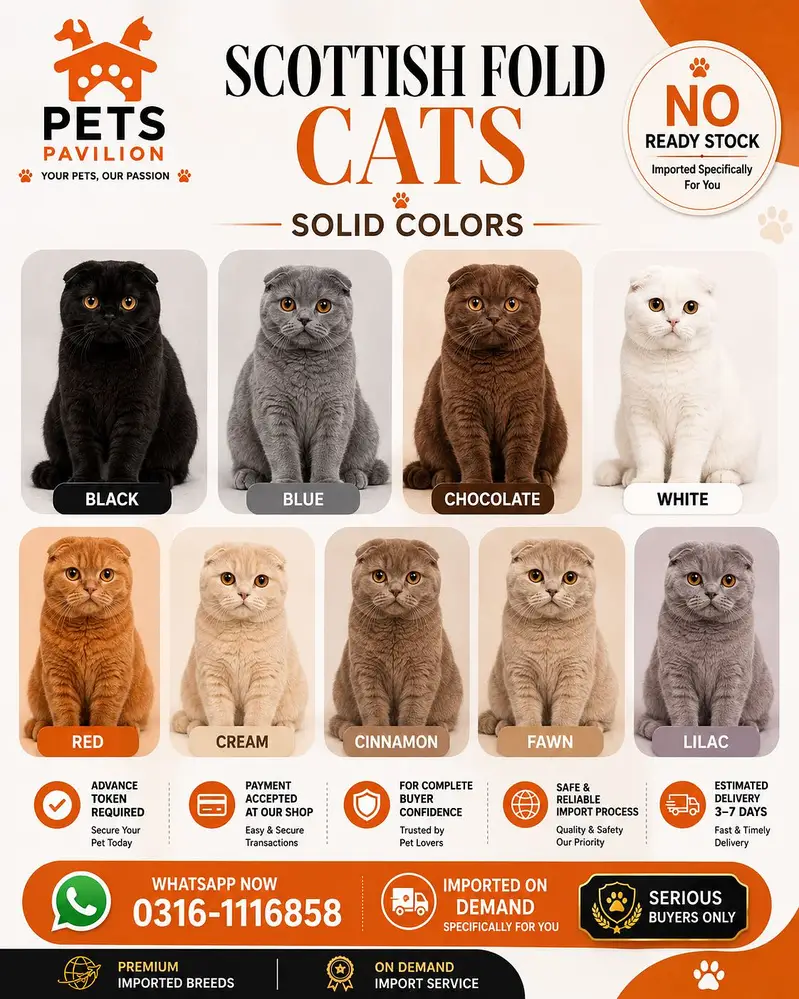 SCOTTISH FOLD | IMPORTED | PUREBRED — photo 6