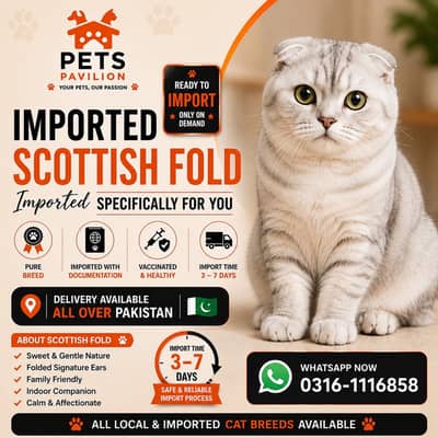 SCOTTISH FOLD | IMPORTED | PUREBRED