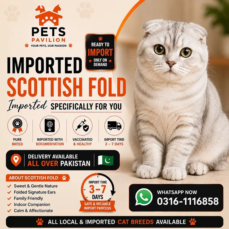 SCOTTISH FOLD | IMPORTED | PUREBRED — photo 7