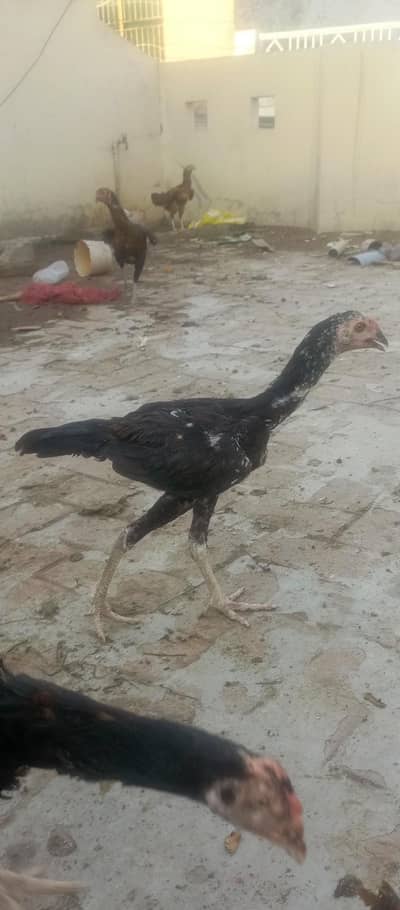 chicks age  2 to 3 months total 6 pure quality birds