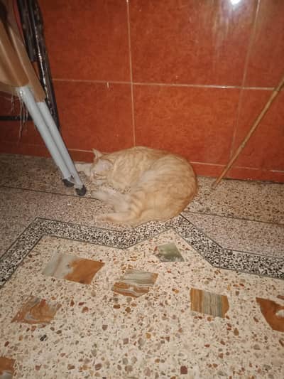 parsian cat