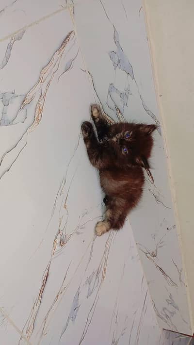 Triple Coated Brown Kitten with Grey Eyes
