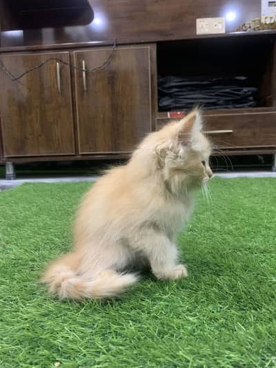 ketten for sale