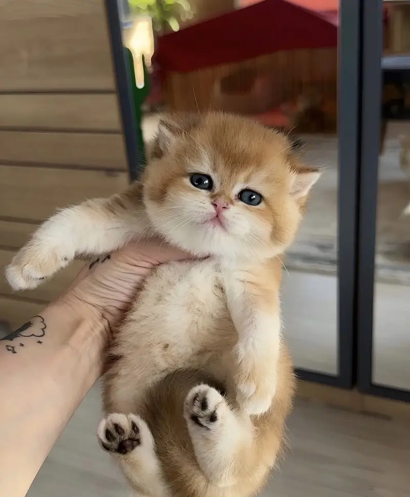 SCOTTISH FOLD | BRITISH SHORTHAIR | BOOKING AVAILABLE