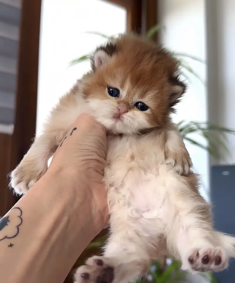 SCOTTISH FOLD | BRITISH SHORTHAIR | BOOKING AVAILABLE — photo 6