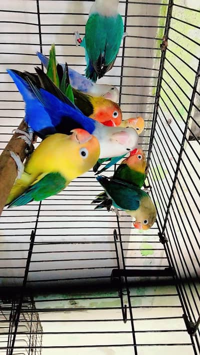 Love Birds parrots