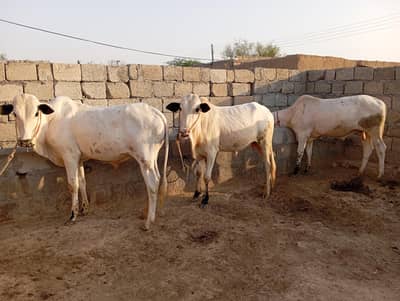 Fateh Jangi Kheeray Bulls for Eid 2027