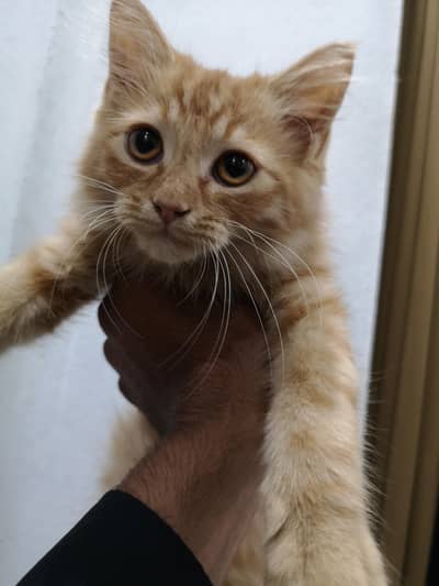 persian cat full active hai brown colour delivery avaible