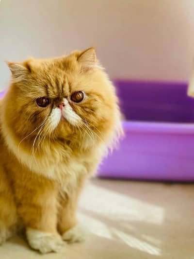 Peke Kittens and Adult Cats Available for Sale