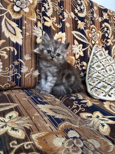 Peke Kittens Available for Sale