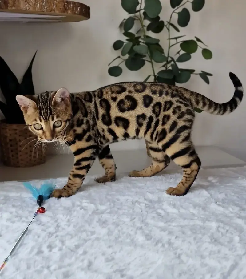 Bengal Cat