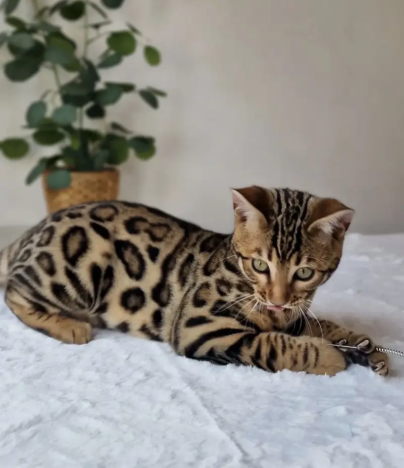 Bengal Cat — photo 2