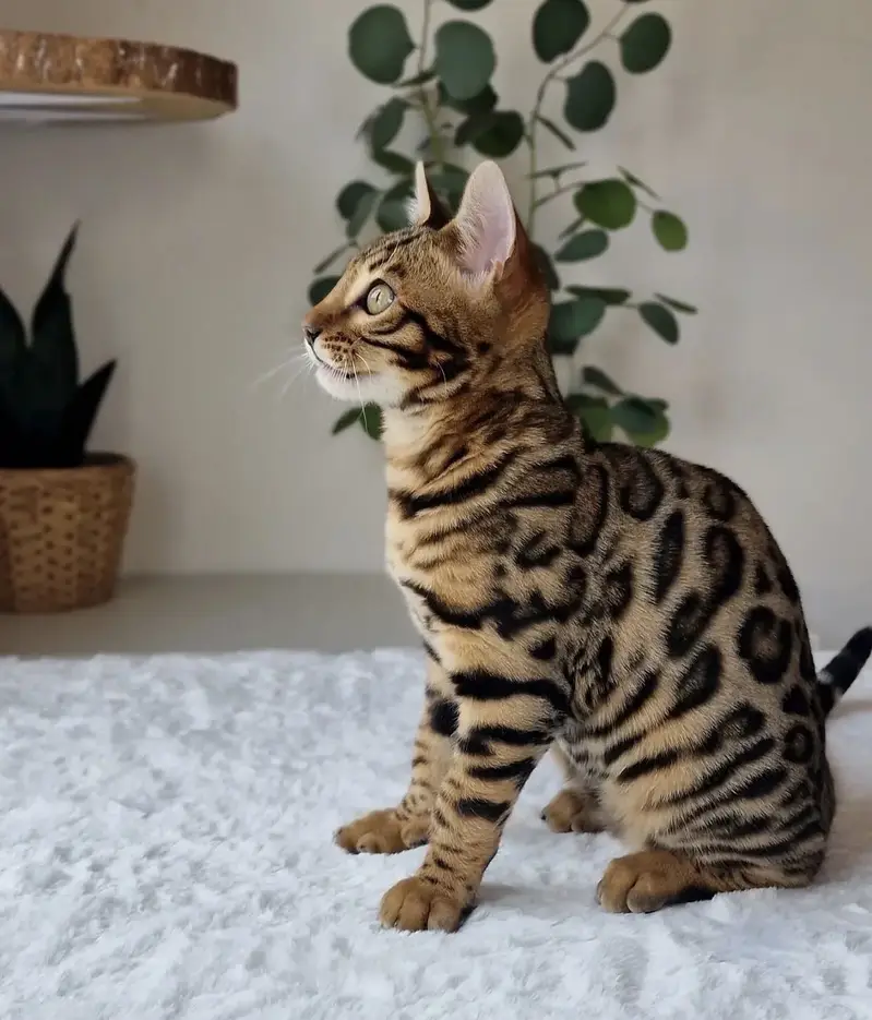 Bengal Cat — photo 3