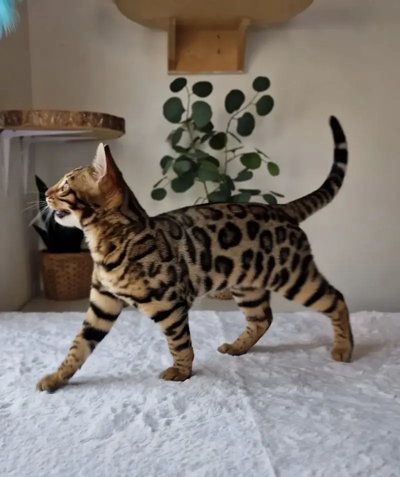 Bengal Cat — photo 4