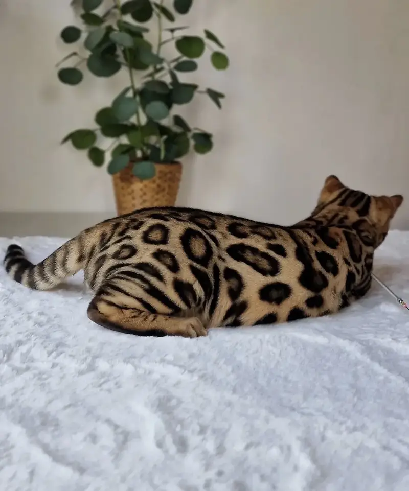 Bengal Cat — photo 5