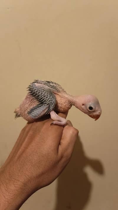 green parrot chick mithoo time wasters stay away plz