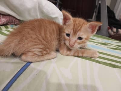 1 month old kittens (cute trouble makers)