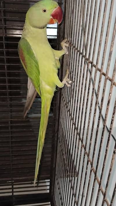 Kajla Raw male