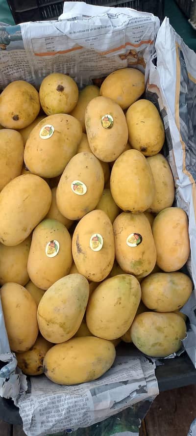 Best Export Colati Mango 