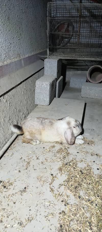HollandLoop Rabbit