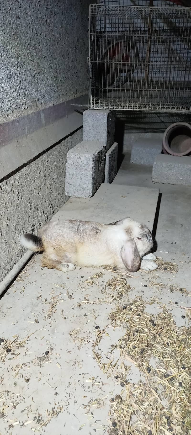 HollandLoop Rabbit 0