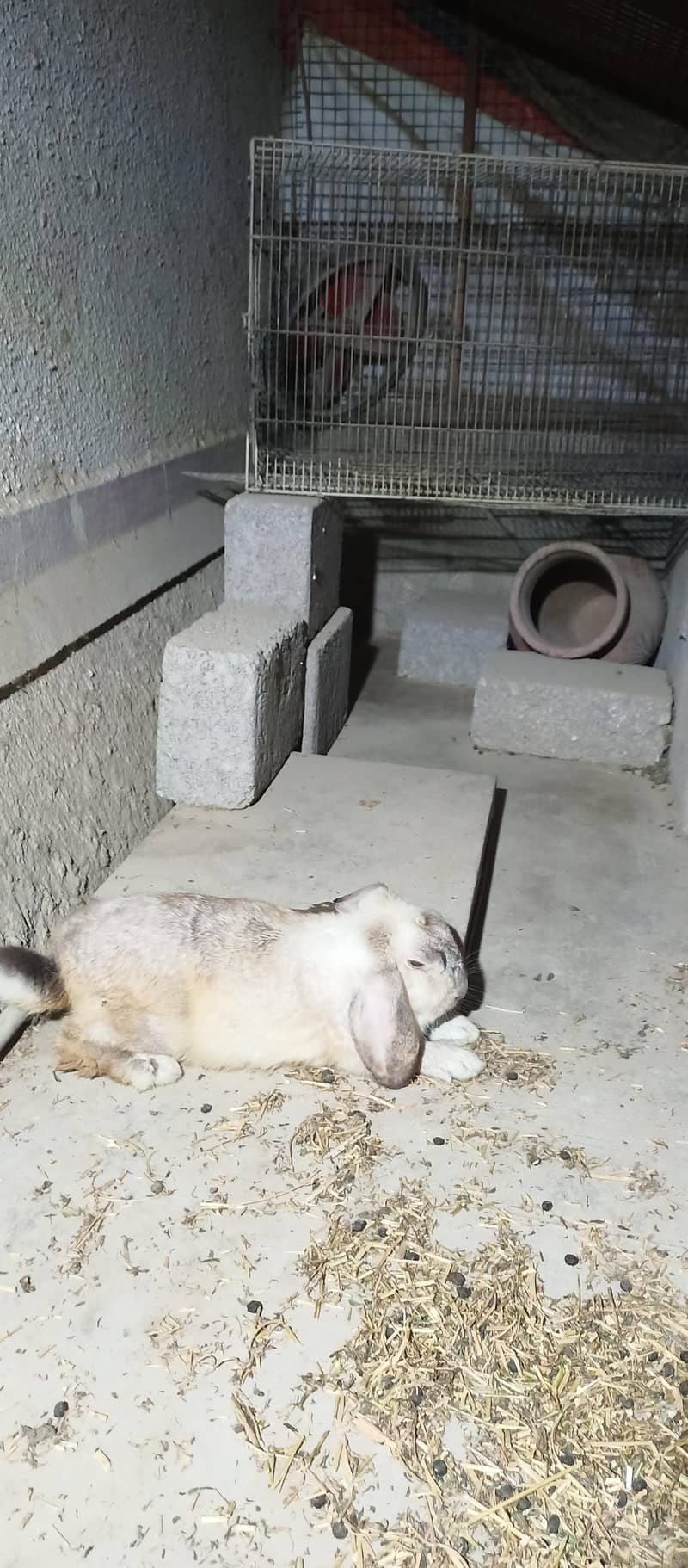 HollandLoop Rabbit 1