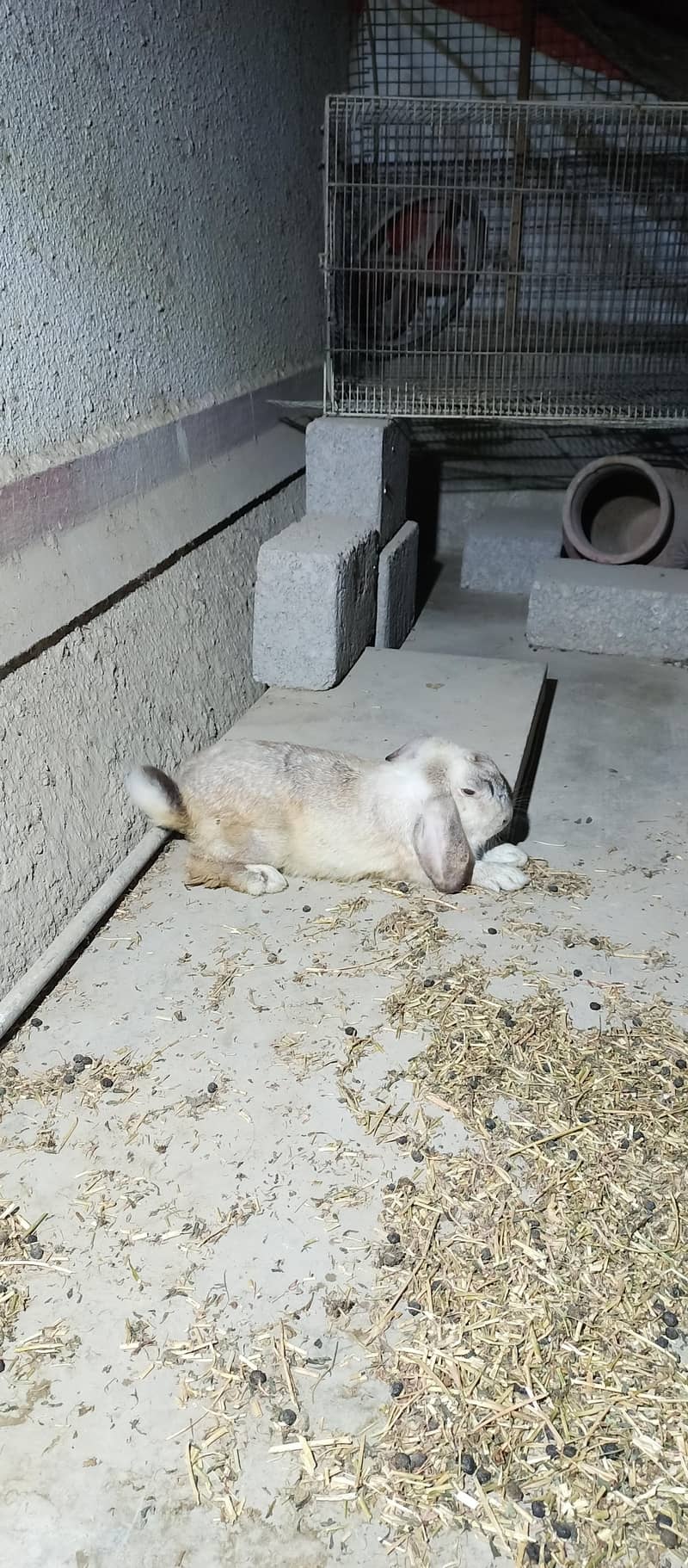HollandLoop Rabbit 2