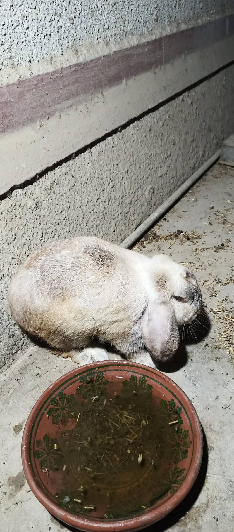 HollandLoop Rabbit 3