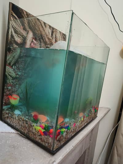 Beautiful Fish Aquarium for Sale