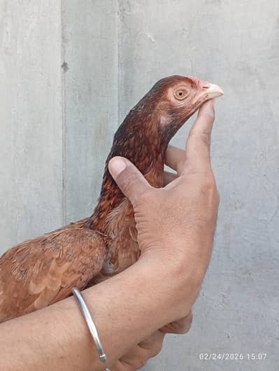 aseel hen