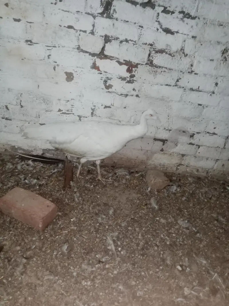 breeder female crossing ho rahi hai — photo 2