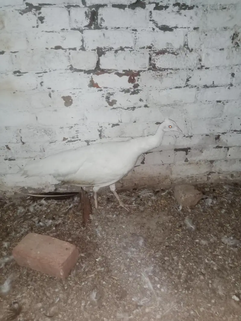 breeder female crossing ho rahi hai — photo 3