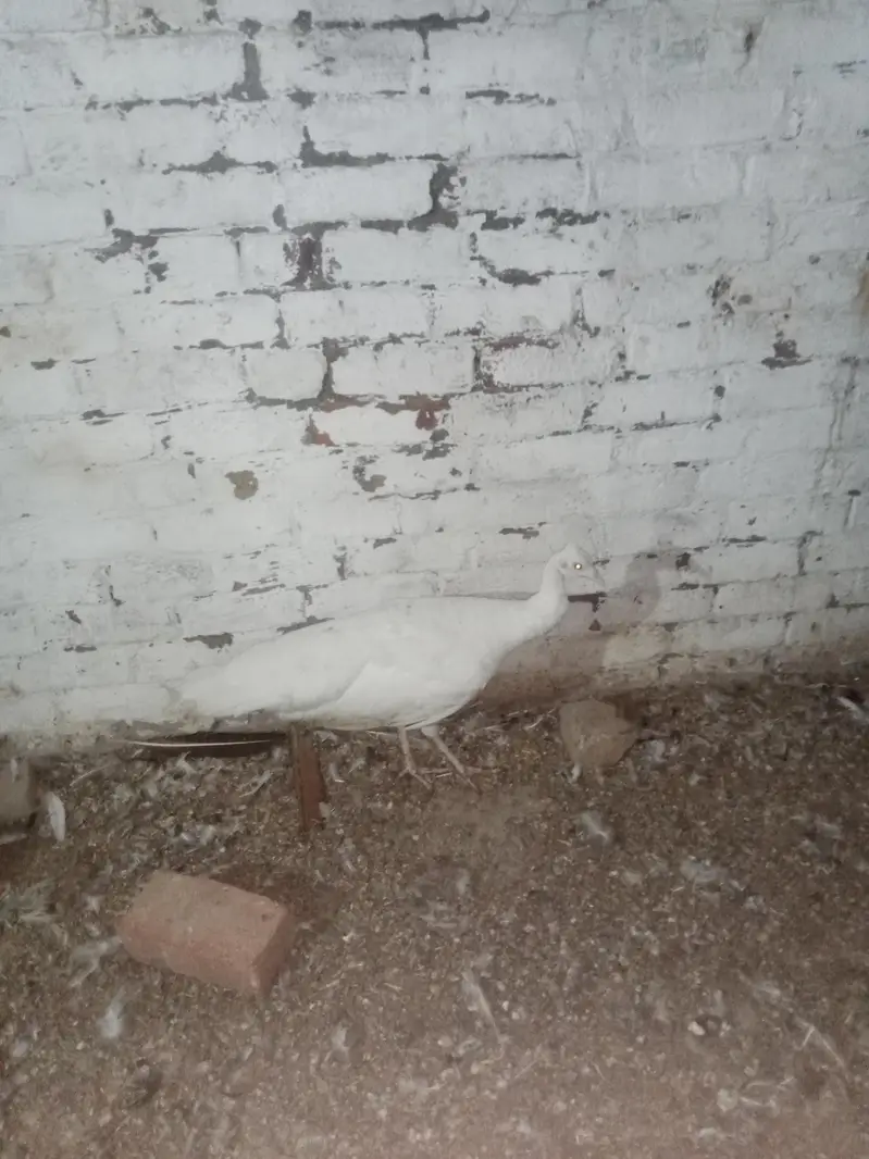 breeder female crossing ho rahi hai — photo 4