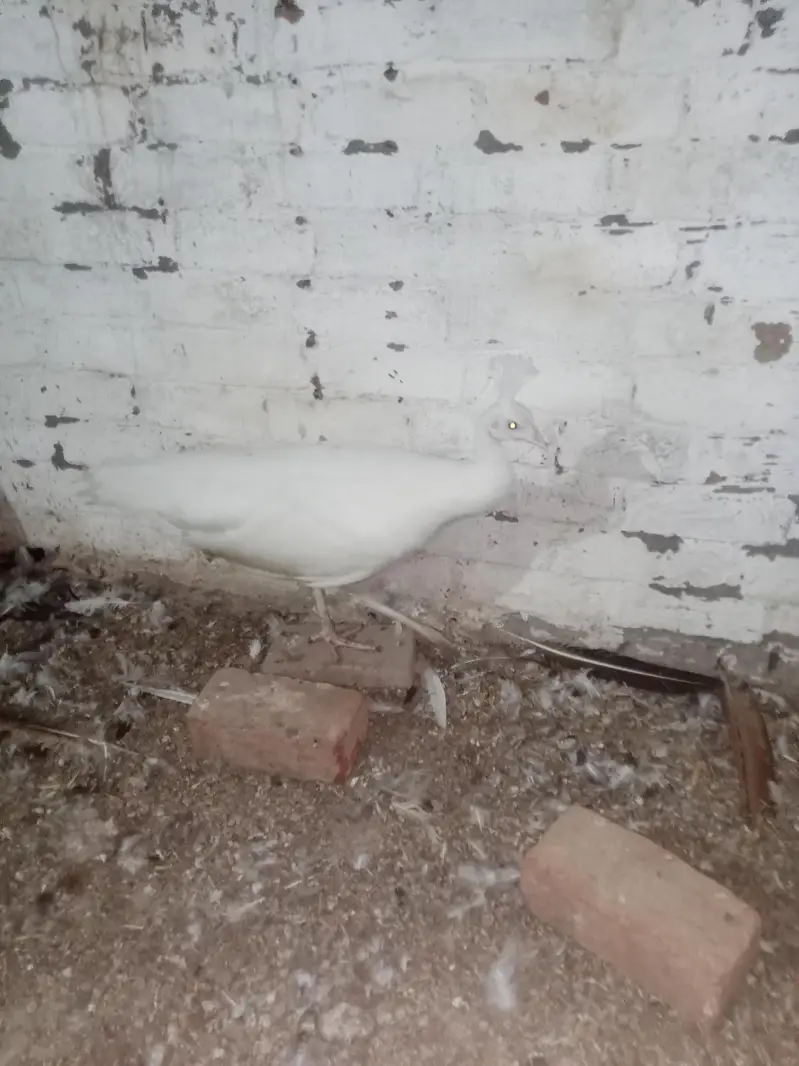 breeder female crossing ho rahi hai — photo 5