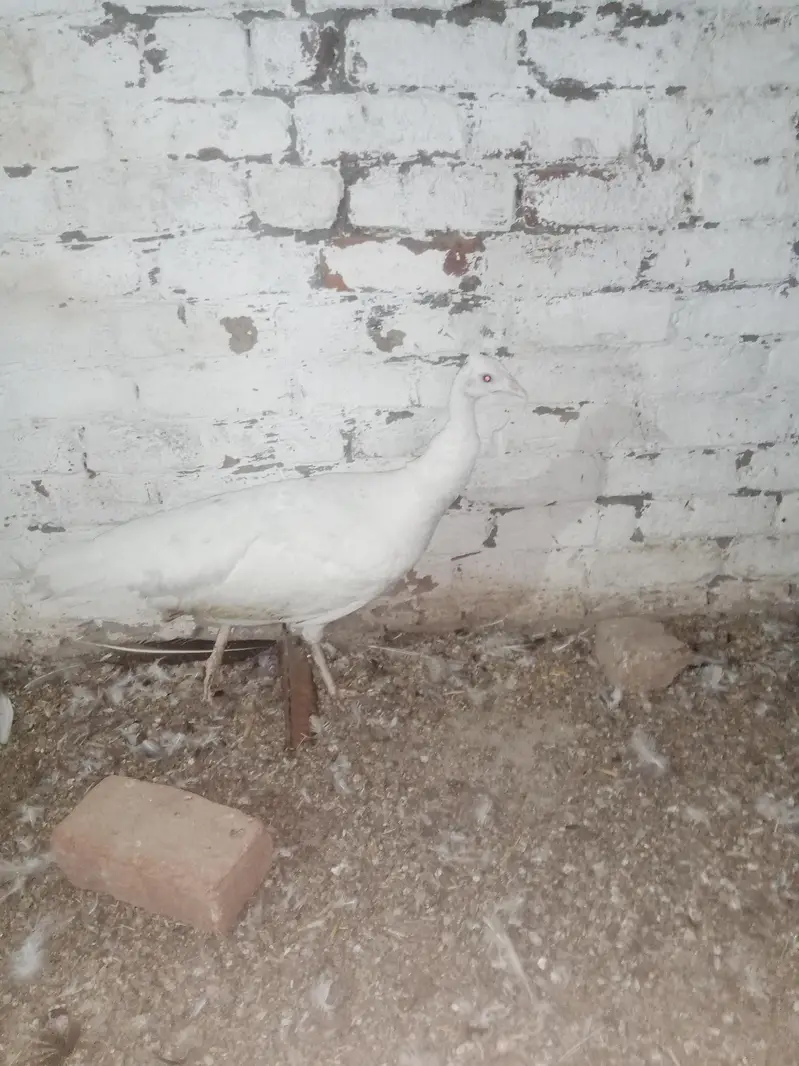 breeder female crossing ho rahi hai — photo 6