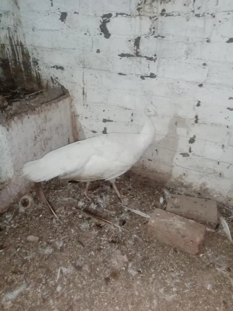 breeder female crossing ho rahi hai — photo 7