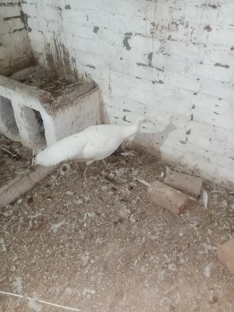 breeder female crossing ho rahi hai — photo 8