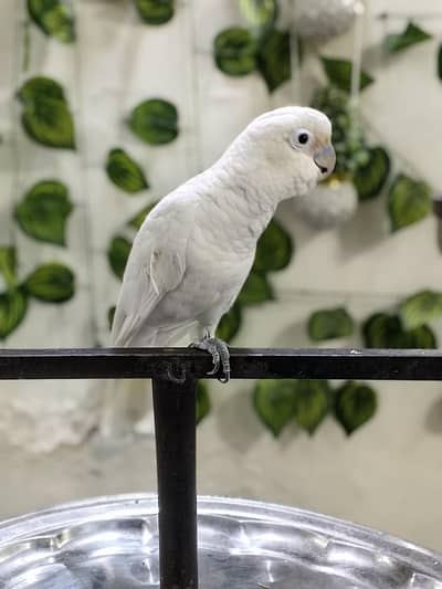 Goffin Cockatoo