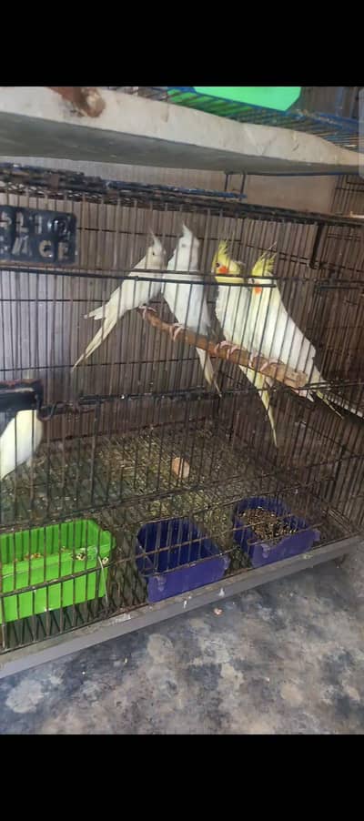 Eno,Common white ,pied cockatiel available
