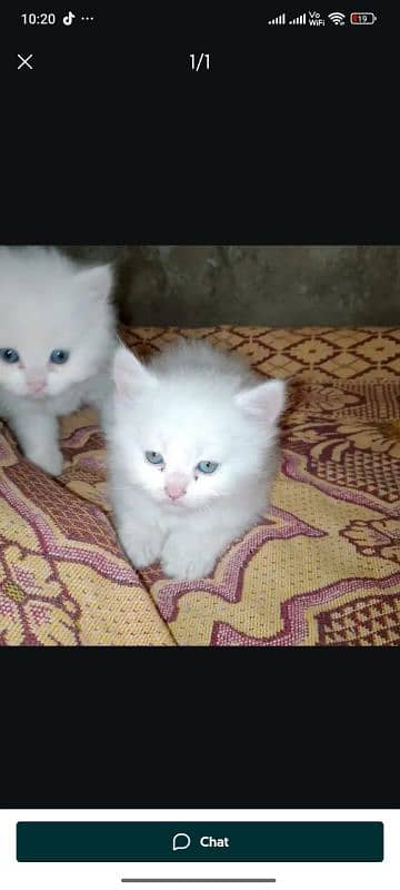 Persian cat for sale male female vaccine clear 0349=35=42=081=