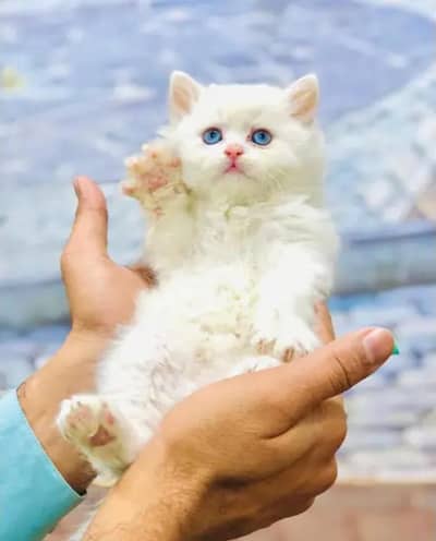 PERSIAN TRIPPLE COTED KITTENS FOR SALE BLUE EYES